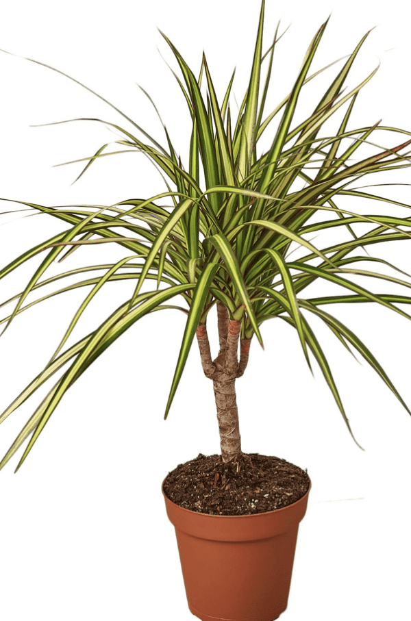 10” Dracaena Marginata Kiwi (Phoenix)