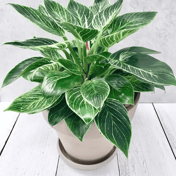 6" Philodendron Birkin (Phoenix)